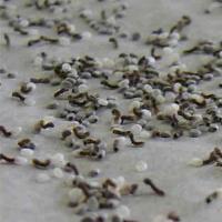 白蚕卵100粒 蚕宝宝卵 品种蚕卵、蚕籽 蚕子 春蚕 蚕卵套餐 蚕送 孵化盒 鹅毛