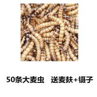 50条大麦虫(4-6厘米) 大麦虫一斤面包虫鲜活幼虫仓鼠龙鱼八哥画眉鸟食虫子宠物活体饲料