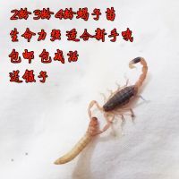 二龄(约1.5厘米)100只 蝎子苗活体100只小蝎子活体 蝎子养殖苗 蝎子宠物活体好养 包活