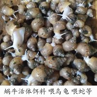 2只白玉蜗牛(5-6cm) 白玉蜗牛活体饵料 幼苗0-3厘米 喂乌龟 喂蛇