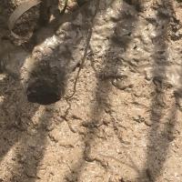 399-400打洞泥 热带观赏跳跳鱼弹涂鱼滩涂鱼活体宠物鱼爬宠饲养盒水陆缸打洞沙