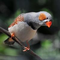 灰色珍珠鸟母一只 宠物观赏鸟珍珠鸟活体一对鸟类动物白色灰色驼色珍珠鸟