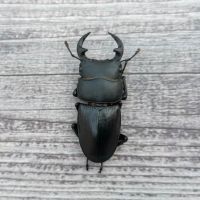 40mm-45mm单公 中国大锹成虫甲虫标本2021年独角仙大兜虫锹甲花金龟热门个性宠物