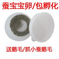 白蚕卵100粒 蚕宝宝卵 品种蚕卵、蚕籽 蚕子 春蚕 蚕卵套餐 蚕送 孵化盒 鹅毛