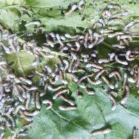 鲜桑叶100克 蚕宝宝活体活蚕大蚕一二三四五龄天然彩茧蚁蚕小蚕学生养蚕套装