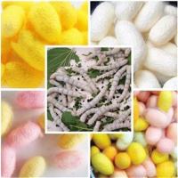 白茧蚕卵120个 蚕宝宝活体爬行幼虫大号一二三四五龄天然彩茧蚁蚕学生养蚕套装卵