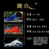 虾苗1只0.5-1cm 很小 试养 观赏鳌虾龙虾活体宠物天空蓝魔虾龙纹虾侏儒虾水族大型淡水冷水虾