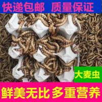 100条大麦虫送镊子 大麦虫活虫500g鲜活面包虫黄粉虫金龙鱼饲料活体八哥画眉鸟食虫子