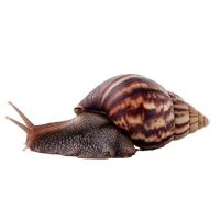 2-4厘米两只送1只 非洲大蜗牛蜗牛活物巨型蜗牛活蜗牛巨型褐云玛瑙蜗牛懒人饲养宠物