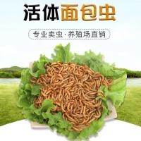 试吃300条 面包虫活体 黄粉虫活虫鲜活虫种虫金龙鱼鹦鹉鱼罗汉鱼乌龟鱼饲料