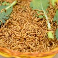 1条2.5cm（不包活） 面包虫活体 黄粉虫活虫鲜活虫种虫金龙鱼石蛙仓鼠蜥蜴画眉鸟饲料