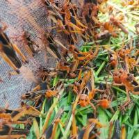 四龄 半斤 四龄蚂蚱活体发货公母混合蝗虫飞蝗鸟食爬虫宠物饲料云南山区养殖