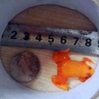 2-3cm小金蛙5送1 金蛙小金蛙活体金蟾蜍招财蛙活小金蛙蛇丑蛙龙鱼饲料宠物蛙青蛙