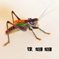铁蝈蝈螽斯鸣虫公山东绿蝈蝈山青蝈蝈个大声洪耐活体 铁蝈蝈螽斯鸣虫公山东绿蝈蝈山青蝈蝈个大声洪耐活体