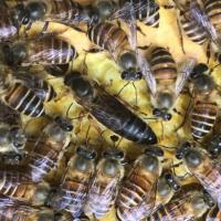 广东本地15天产卵王 中蜂蜂王中蜂产卵王 阿坝产卵王 人工受精产卵王 杂交产卵王