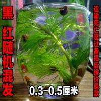 混色 小苹果螺 9送6备损 丑不推荐 观赏螺净化水质清洁螺除藻螺淡水活体宠物蜗牛苹果螺大田螺吃鱼屎