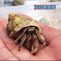 替换壳1-2CM3个(无寄居蟹) 灰白宠物寄居蟹活体宠物螃蟹观赏蟹淡水蟹陆地蟹2-4CM随机发