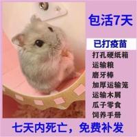 分盒装-不包含仓鼠 2只品种自选留言 精选小仓鼠活体宠物公仔已打疫苗活物送笼子大礼包一对情侣