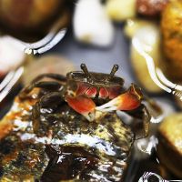 辣椒蟹(1-1.5cm)5只/送2只 活体观赏蟹相守蟹豹点蟹迷你辣椒蟹除藻淡水蟹鱼缸爬行底栖动物