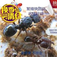 1后几工 伊大头蚁 大头蚁 好养的宠物蚂蚁 蚁后活体 蚂蚁城堡别墅工坊