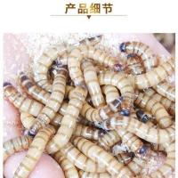 4-5厘米半斤 大麦虫活虫鲜活面包虫黄粉虫金龙鱼八哥守宫画眉鸟饲料