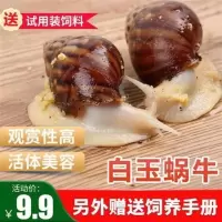 二只白玉蜗牛(特价2天) 白玉蜗牛活体宠物巨型大蜗牛活体彩色小蜗牛学生科学实验