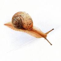 野生小蜗牛3只 学生教学专用蜗牛宠物蜗牛白玉蜗牛野生灰巴巨型活体