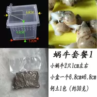 宝宝套餐 白玉蜗牛宠物蜗牛幼儿园观赏教学小蜗牛宿舍宠物活体巨型大蜗牛养