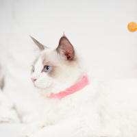 猫用中药圈(1个)送铃铛可拼接 均码 盒装与吸塑装颜色随机发 猫驱虫环猫咪跳蚤圈跳蚤圈宠物体外项圈用除圈颈圈去防虱子用品