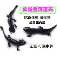 黑火龙道夫2只 3-5cm(赠饲料) 清道夫鱼苗清洁工活鱼冷水蝾螈小型吃粪便观赏金鱼好养耐活孔雀鱼