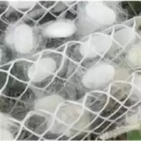 蚕宝宝活体宠物专用结茧网 春蚕 白蚕 桑蚕 结茧网 质量保证 蚕宝宝活体宠物专用结茧网 春蚕 白蚕 桑蚕 结茧网 质