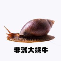 非洲大蜗牛(壳长5-6厘米) 仅蜗牛 非洲大蜗牛活体活物巨型活蜗牛巨型褐云玛瑙蜗牛易养懒人饲养宠物