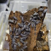 大幼(10只) CB爬宠 法国 斑马球鼠妇 潮虫 活体 另类宠物 昆虫 爬宠 节肢动物