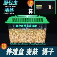 350条2.5cm虫子+养殖套装 养殖盒+麦麸+镊子【三件套】 面包虫活虫活体黄粉虫子大麦虫鹦鹉八哥乌龟小鸟食活体饲料虫