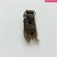 黄色 黄蜂 其他正方形尺寸 热门宠物独角仙 琥珀昆虫标本真蝴蝶锹甲金龟子甲虫天牛教具湿热