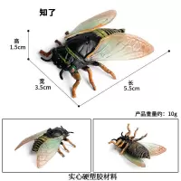 知了-1417 仿真昆虫动物模型蝴蝶螳螂独角仙蝎子瓢虫蜘蛛蜈蚣蜗牛摆件玩具
