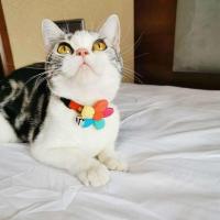 彩色 S码[适合2-4斤]幼猫 手工猫咪项圈宠物颈圈狗狗铃铛泰迪小型犬幼猫可调节花朵项链颈圈