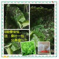 1龄蚕40条 送分养盒+桑叶一包 1龄蚕20条送桑叶1包 蚕宝宝活体幼蚕白丝2龄天然金丝彩丝七彩色蚕