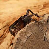 油葫芦1只 油葫芦活鸣虫活体天津段子青冰糖紫黑虫白虫