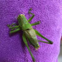 油葫芦 绿蝈蝈,特价咂嘴,竹蛉,油葫芦,包活体