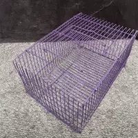 小枕笼 兔子活体大型巨型活兔子公母一对兔子活物一对幼崽兔子活体家养兔