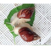 白玉小号2只+运输盒 鲜活白玉蜗牛活体宠物学生科学实验观察套餐巨型蜗牛儿童观赏田螺