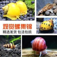 神秘随机品种 5只装 观赏螺活体淡水清洁除藻螺斑马螺洋葱螺苹果螺杀手蜜蜂螺黑金刚螺