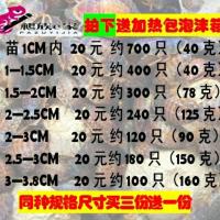 1厘米內苗700只 杜比亚蟑螂活体饲料幼体食物各种规格蜥蜴龙鱼变色龙诱饵蜜鼠袋