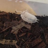 雪白光滑(大幼10只) CB爬宠 雪白光滑鼠妇 宠物鼠妇 活体 另类宠物 宠物昆虫