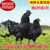 五黑鸡专用饲料 正宗半大五黑鸡脱温苗土鸡五黑一绿鸡绿壳蛋鸡乌骨鸡黑乌鸡成年