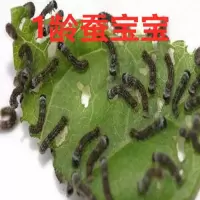 1龄50条 毛毛虫活体1-2-3-4-5龄蚕宝宝活体科普便宜套装活体小蚕幼虫好养