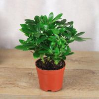 八方来财15-20cm一盆4颗-OS3 不含盆 鸭脚木植物克星四季常青同城办公室七叶莲盆栽鹅掌木室内外花卉