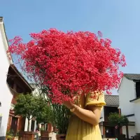 大红 迷你版满天星 满天星干花束家用客厅电视柜摆件篮球花束带花篮花瓶真手捧花