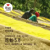 250g 轻度烘焙 花魁5.0 索菲亚推荐 埃塞俄比亚GUJI罕贝拉G1精品手冲咖啡豆250G